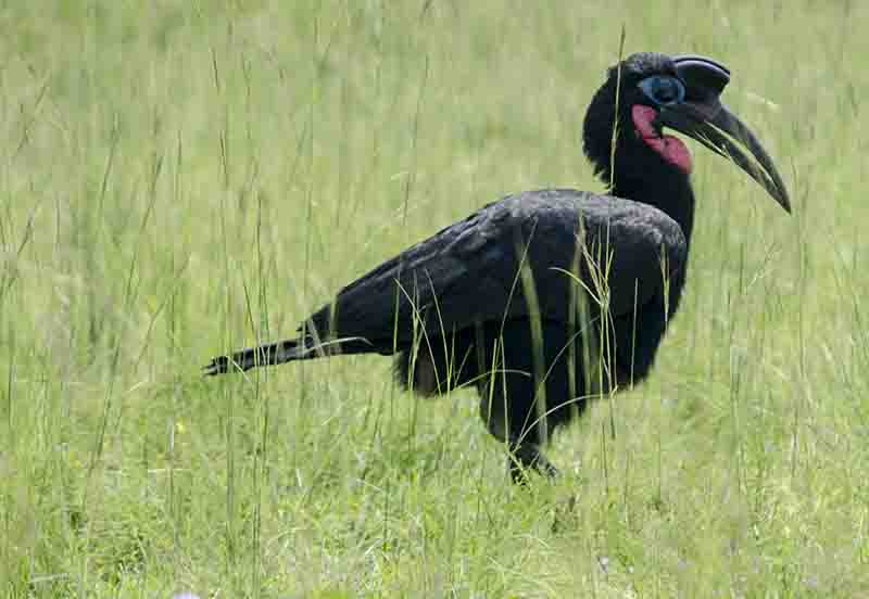 Abissinian Ground Hornbill - parque nacional de las cataratas Murchison - Uganda 1